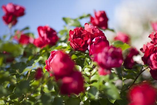 Rote Rosen von Arno Burgi