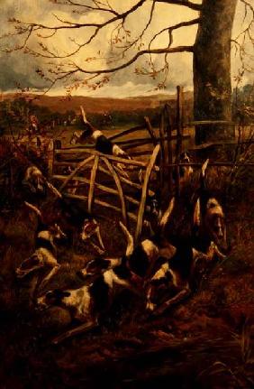 Over the Fence, or Hounds in Full Cry 1900