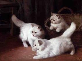 Three White Angora Kittens