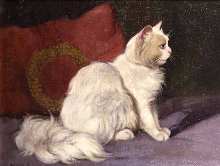 White Persian Cat von Arthur Heyer
