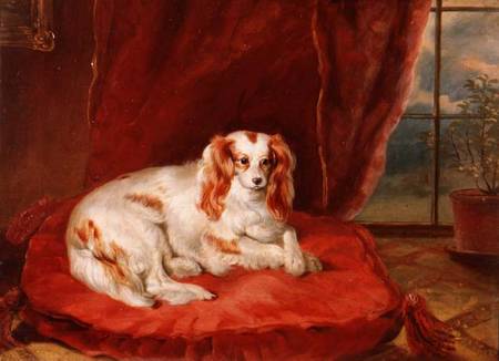 A Cavalier King Charles Spaniel Lying on a Red Cushion von Arthur J. Stark