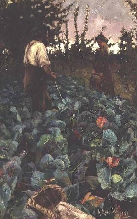 Cabbage Garden 1877