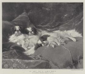Die Haustiere meiner Dame 1898