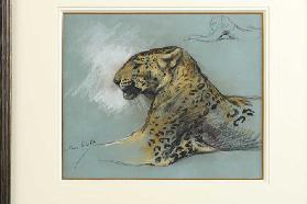 Ein Leopard, um 1910 1910