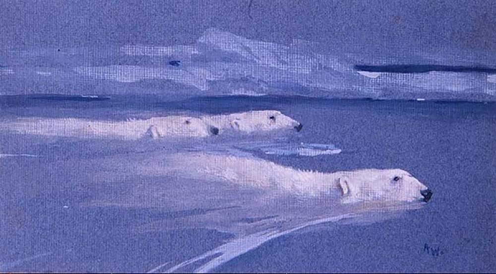 Eisbären schwimmen von Arthur Wardle
