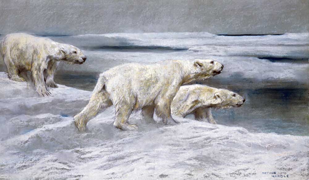 Eisbären, um 1900 von Arthur Wardle