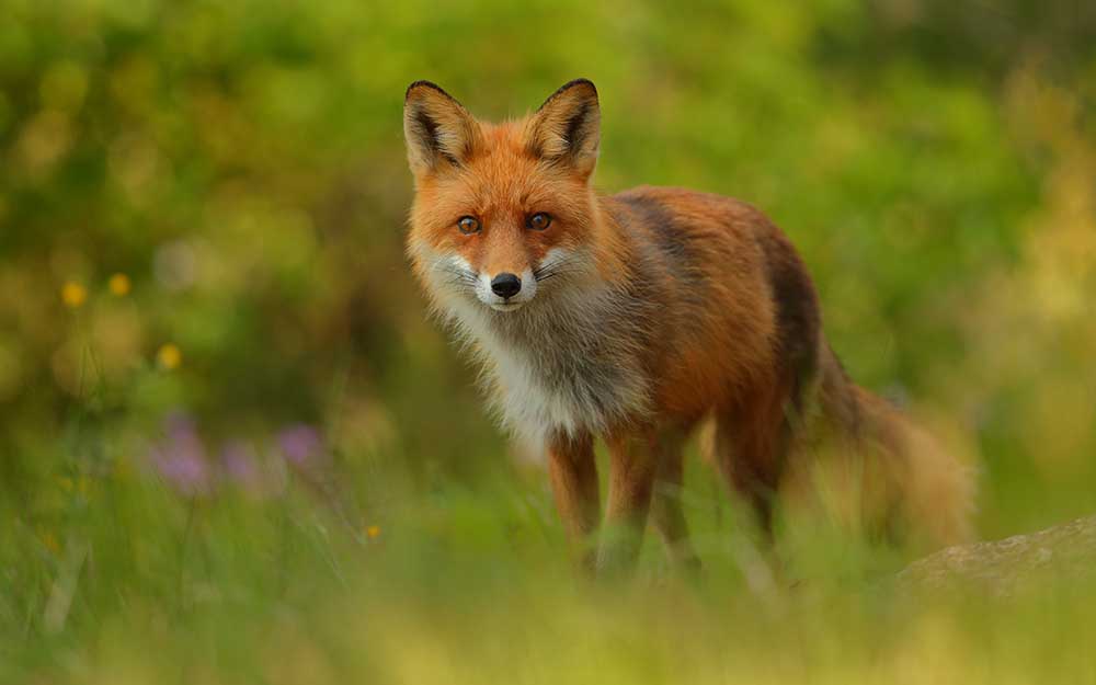 Red Fox Lady von Assaf Gavra