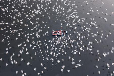Tausende Zugvögel rund um die Boote zum Fressen