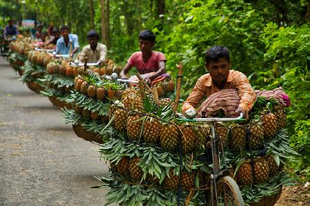 Transport von Ananas