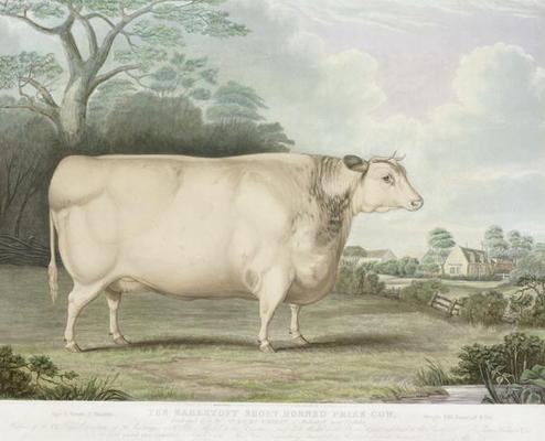 The Habertoft Short Horned Prize Cow, engraved by C. Hunt, 1842 (colour engraving) von B. Hubbard