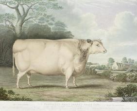 The Habertoft Short Horned Prize Cow, engraved by C. Hunt, 1842 (colour engraving) 20th