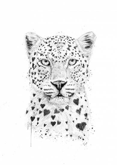 Schöner Leopard