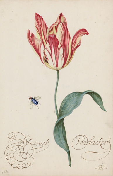 Studie einer Tulpe und einer Fliege von Balthasar van der Ast
