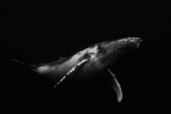 Black & Whale von Barathieu Gabriel