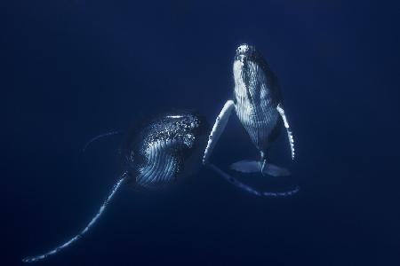 Buckelwal-Mutter und Kalb