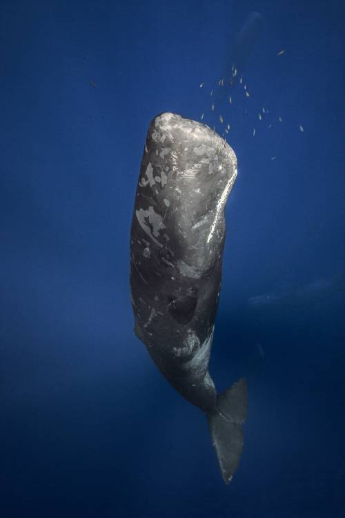 Candle sperm whale von Barathieu Gabriel