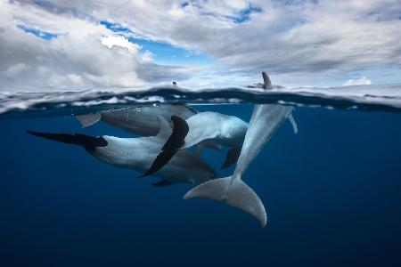 Delfinschote an der Oberfläche
