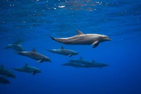 Dolphins