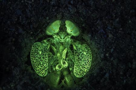 Fluoreszierende Mantis-Garnele