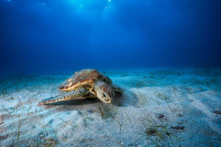 Green turtle in the blue von Barathieu Gabriel