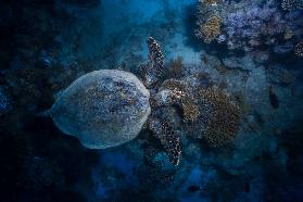 Hawksbill sea turtle