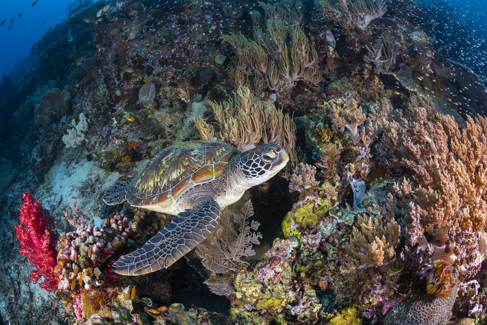 Korallengarten und grüne Schildkröte von Barathieu Gabriel