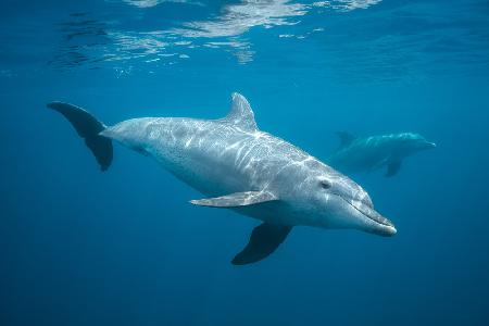 Neugieriger Delphin