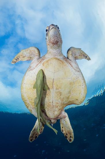 Überlebender der Grünen Meeresschildkröte