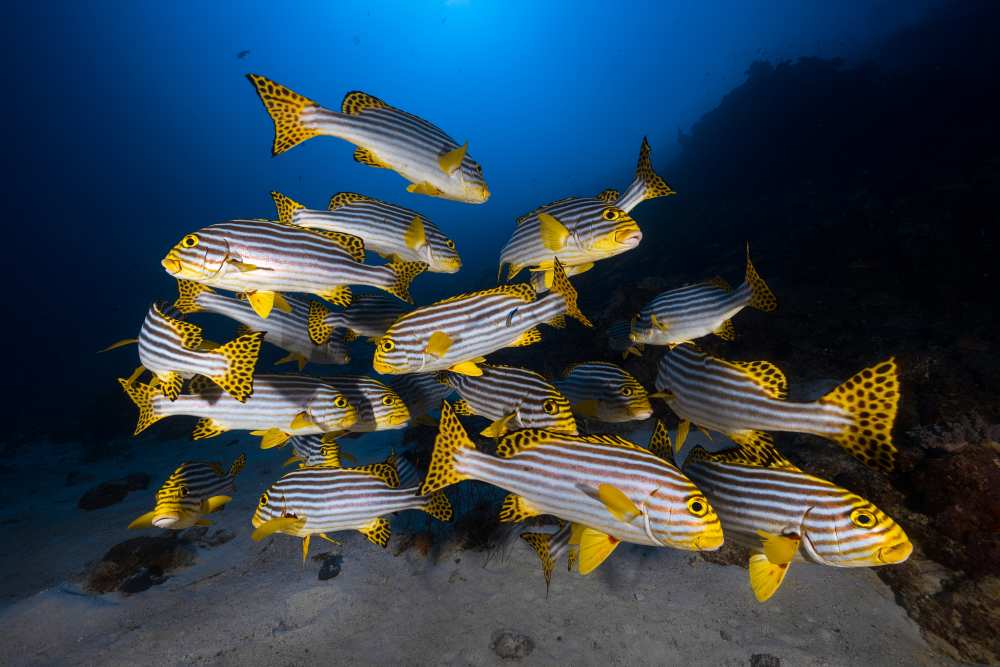 Underwater photography-Indian ocean sweetlips von Barathieu Gabriel