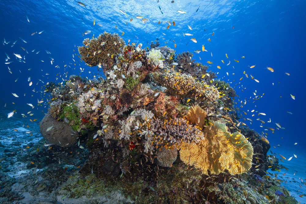 Unterwasser-Biodiversität von Barathieu Gabriel