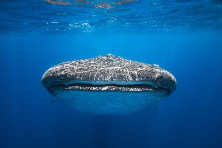 Von Angesicht zu Angesicht mit einem Walhai