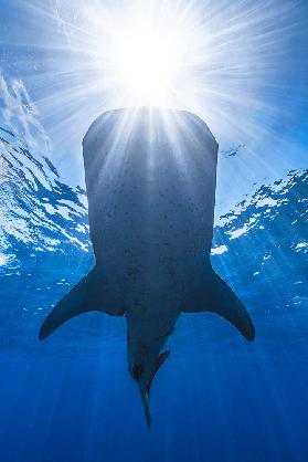 Walhai und Sonne