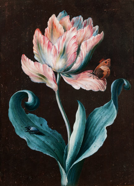 Papageien-Tulpe mit Schmetterling und Käfer von Barbara Regina Dietzsch