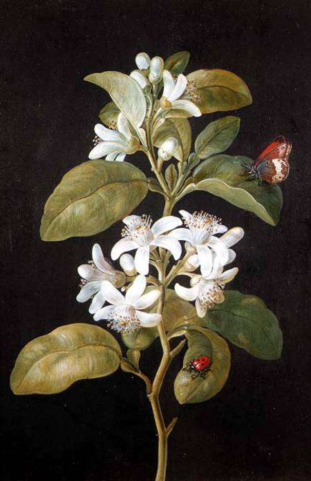 Pear Blossom von Barbara Regina Dietzsch
