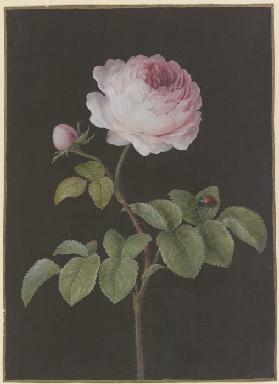 Rosa Rose (Rosa) mit einem braunen Käfer