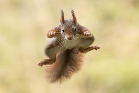 Eichhörnchen-Ninja