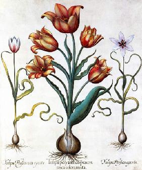 Tulipa Perfica non aperta, Tulipa Polyanthos Pracox 17th
