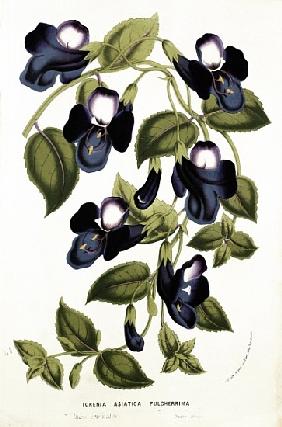 Torenia Asiatica pulcherrima, from ''Horto Van Houtteano'' Louis van Houtte (1810-76) c.1860