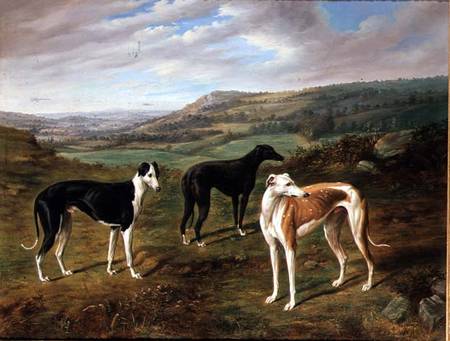 Greyhounds von Benjamin Cam Norton