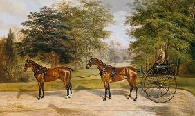 Two horses, harnessed in tandem, pulling a carriage 1883
