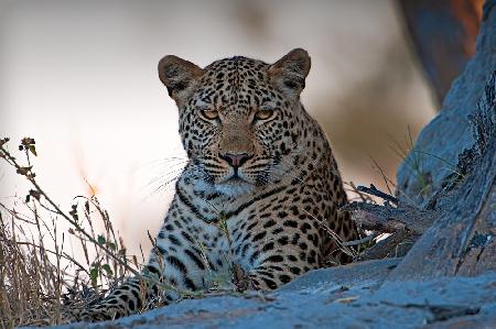 Leopard,Okavangodelta