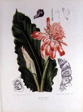 Elettaria Speciosa, illustration from 'Fleurs, Fruits et Feuillage Choises de la Flore et da la Pomo 1885