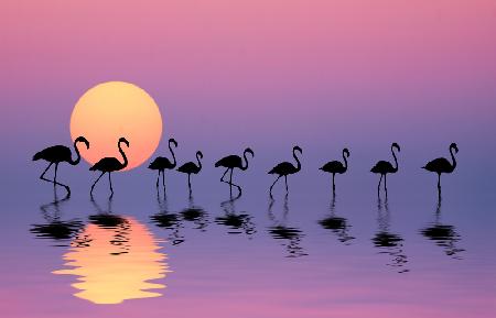 Familie Flamingos