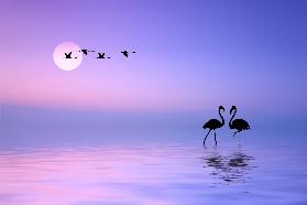 Fliegender Flamingo