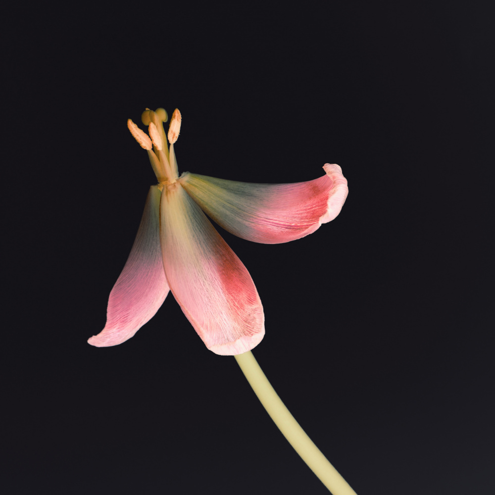 Getrocknete Tulpe 2 Instagram-Blume von Bilge Paksoylu