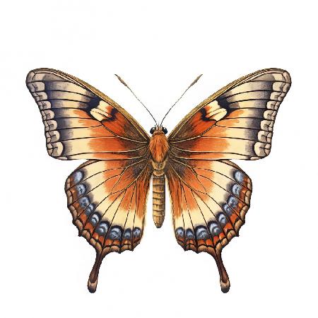 Schmetterling 22