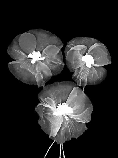 Schwarz-weiße zarte Blumen
