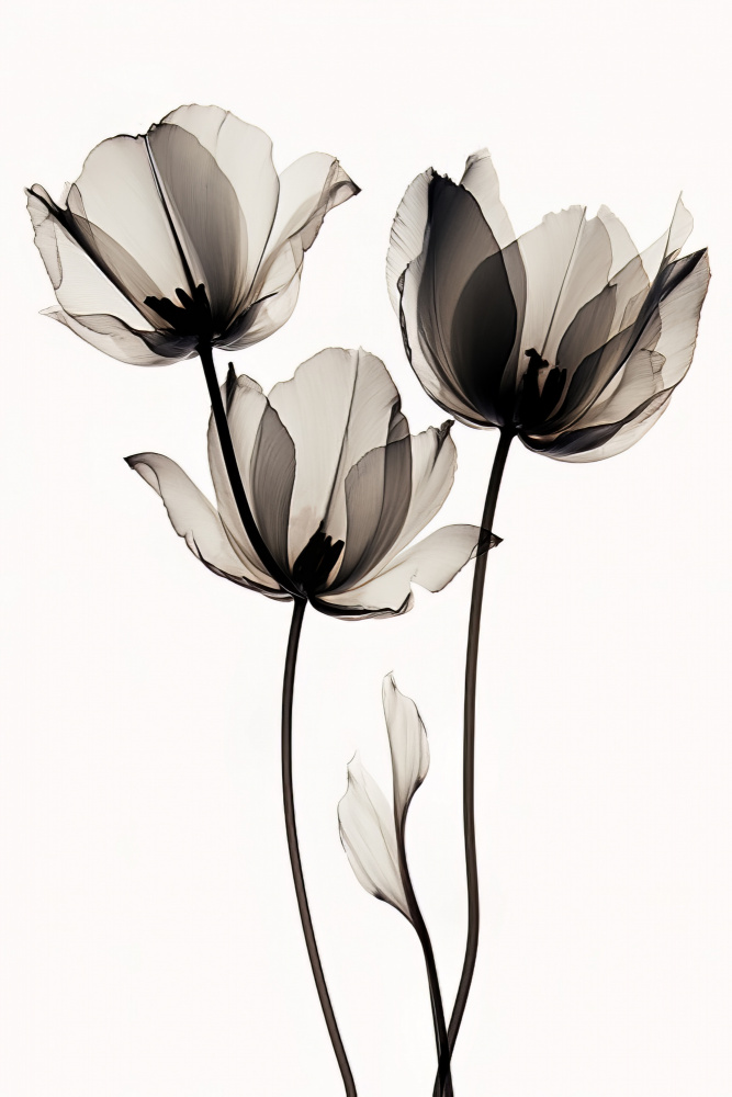 Schwarze Tulpen 2 von Bilge Paksoylu