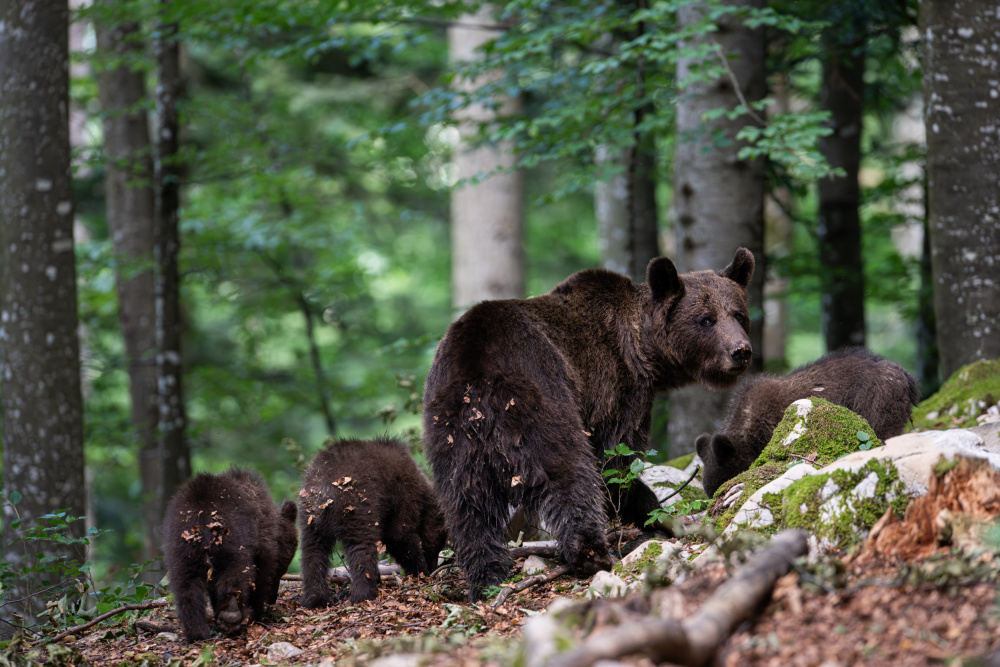 Bärenfamilie von Bjoern Alicke