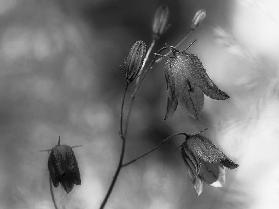 Monochrome bluebells